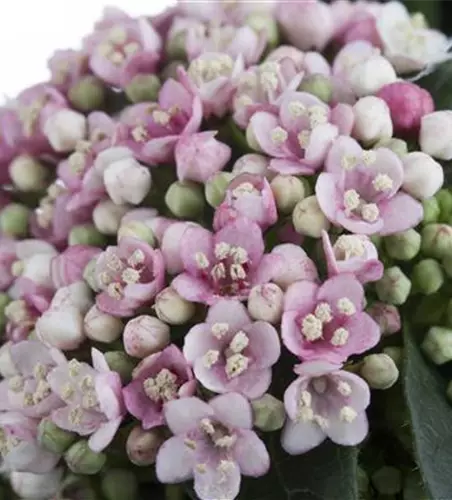 Viburnum tinus 