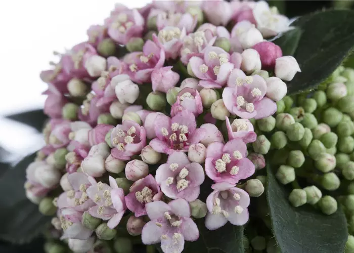 Viburnum tinus 