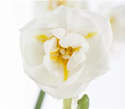 Narzisse 'Bridal Crown' Narzisse 'Bridal Crown'