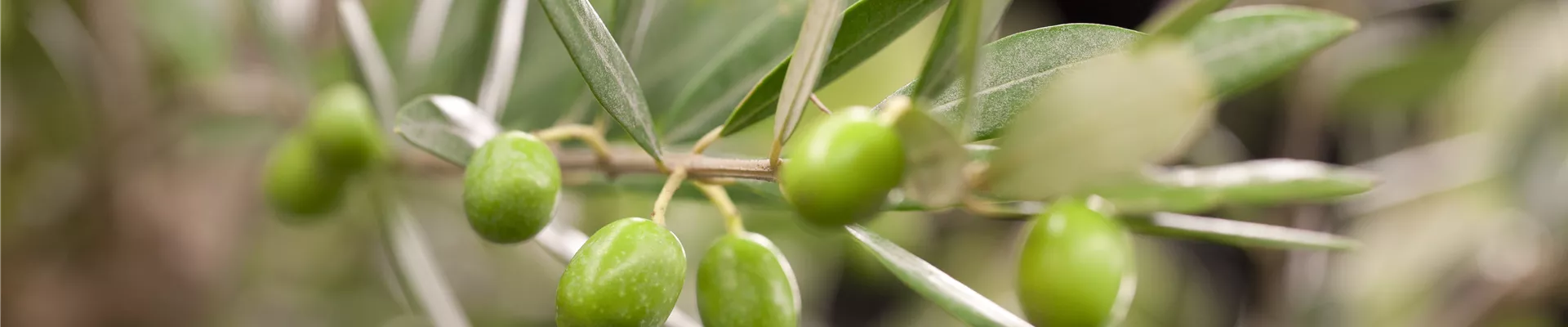 Olea europaea