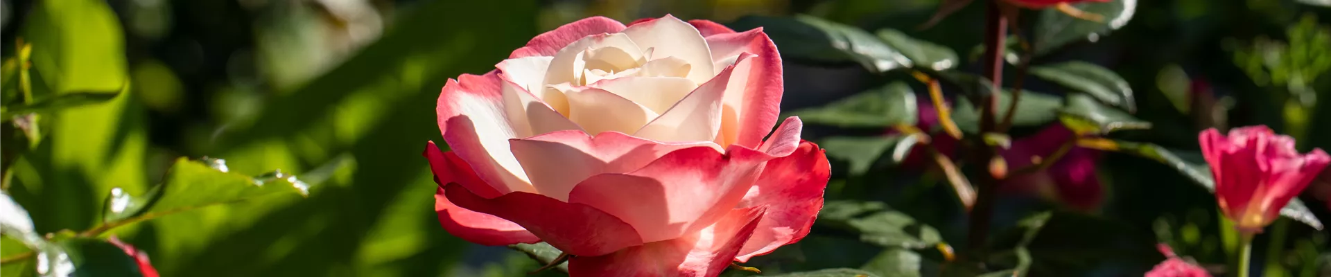 Edelrose, zweifarbig