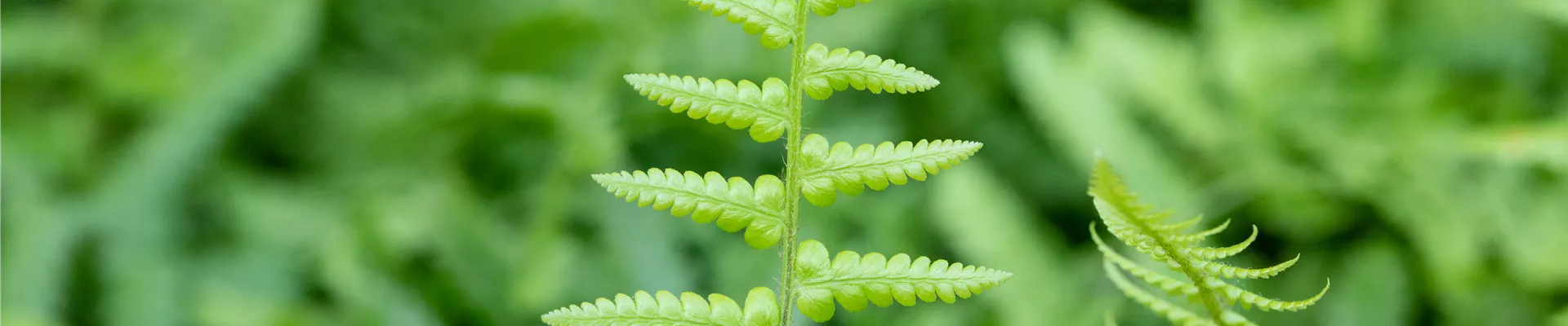 Dryopteris affinis