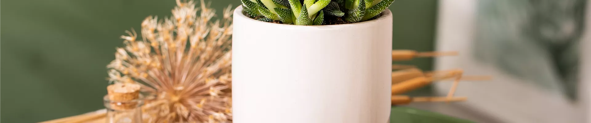 Haworthia attenuata var. radula Haworthia attenuata var. radula