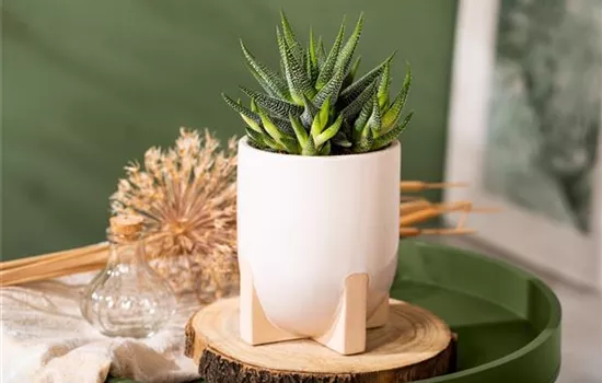 Die einmaligen Besonderheiten von Kakteen und Sukkulenten  Die einmaligen Besonderheiten von Kakteen und Sukkulenten