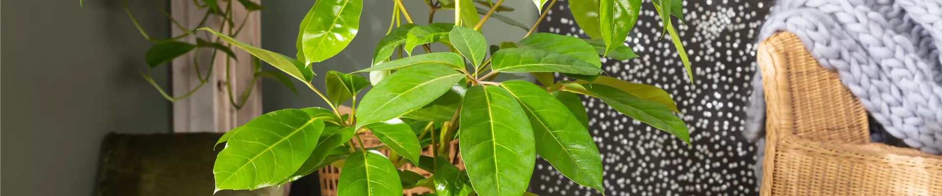 Schefflera arboricola 'Amate' Schefflera arboricola 'Amate'