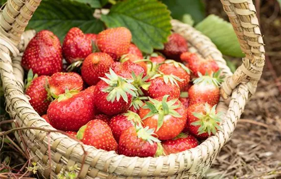 Erdbeeren pflanzen und pflegen für eine leckere Ernte Erdbeeren pflanzen und pflegen für eine leckere Ernte