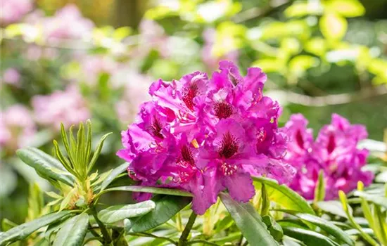 Gartengestaltung mit Rhododendren – So entsteht ein Blütenmeer Gartengestaltung mit Rhododendren – So entsteht ein Blütenmeer