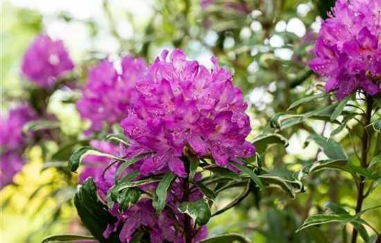 Immer gut in Form – Rhododendron zurückschneiden Immer gut in Form – Rhododendron zurückschneiden