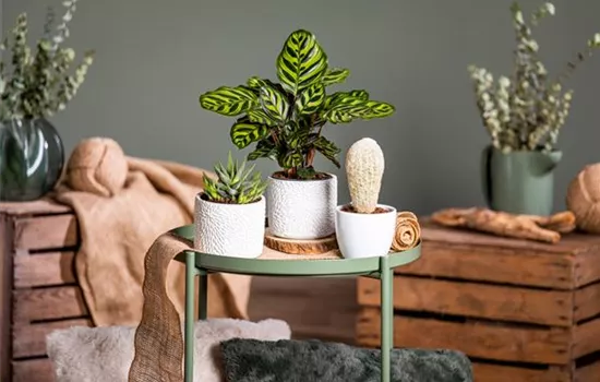 Kakteen und Sukkulenten – Die beliebtesten Kandidaten Kakteen und Sukkulenten – Die beliebtesten Kandidaten