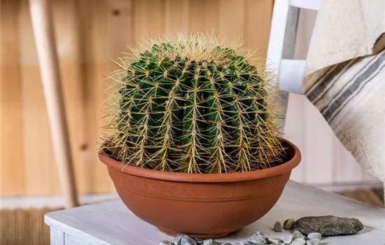 Kakteen und Sukkulenten kaufen für ein tolles Klima Kakteen und Sukkulenten kaufen für ein tolles Klima