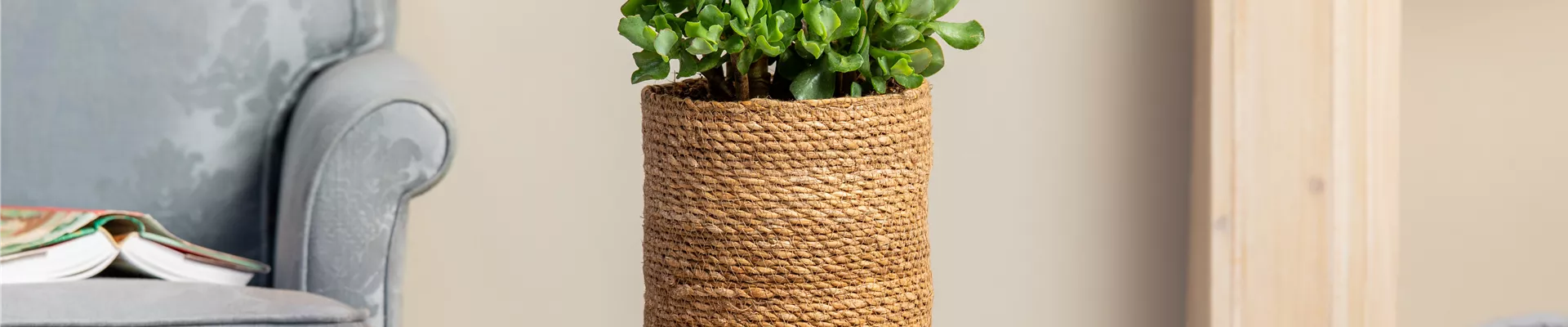 Crassula arborescens ssp. undulatifolia Crassula arborescens ssp. undulatifolia