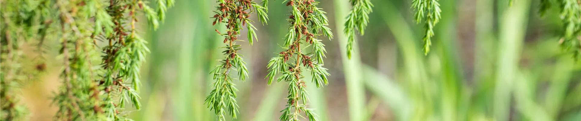 Juniperus communis 'Horstmann' Juniperus communis 'Horstmann'