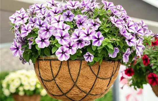 Petunien pflanzen und einen farbenfrohen Sommer erleben Petunien pflanzen und einen farbenfrohen Sommer erleben