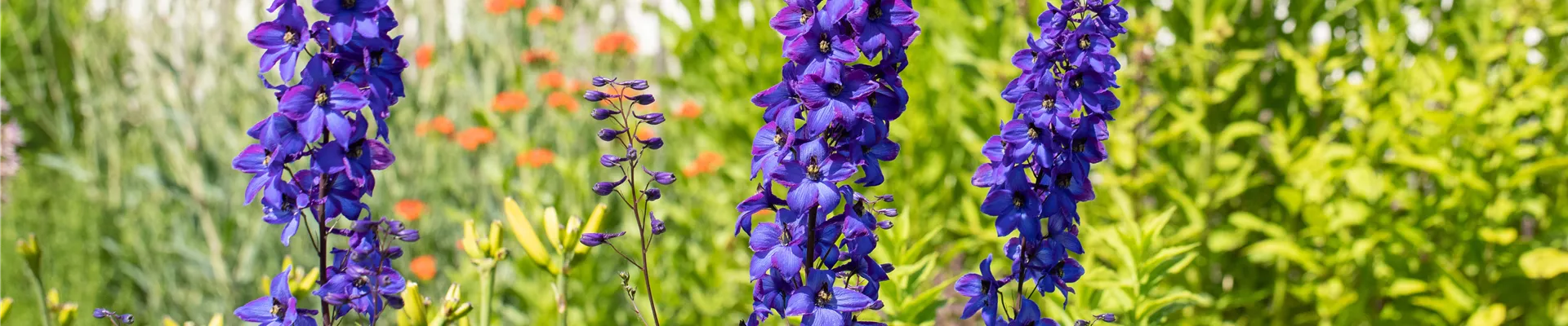 Delphinium x elatum 'Finsteraarhorn' Delphinium x elatum 'Finsteraarhorn'