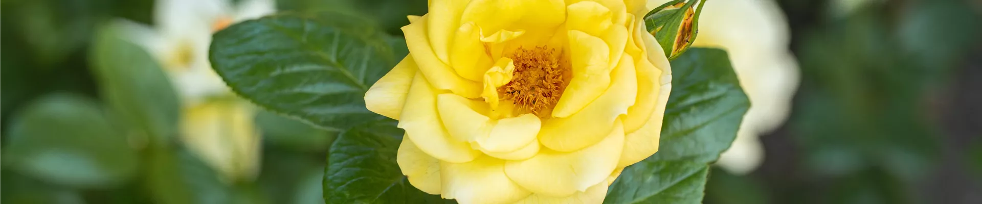 Beetrose, gelb Beetrose, gelb