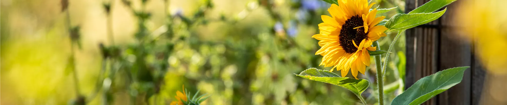 Helianthus annuus Helianthus annuus