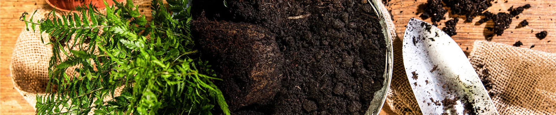 Pflanzen in Kübel mit Erde einpflanzen