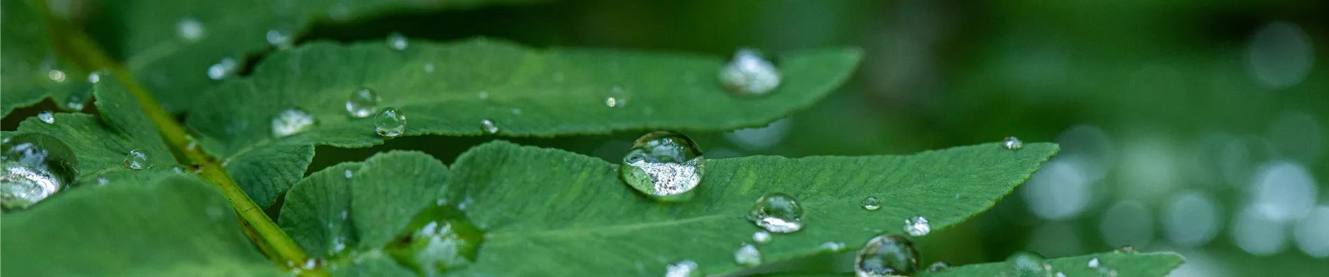 Wassertropfen auf Blatt