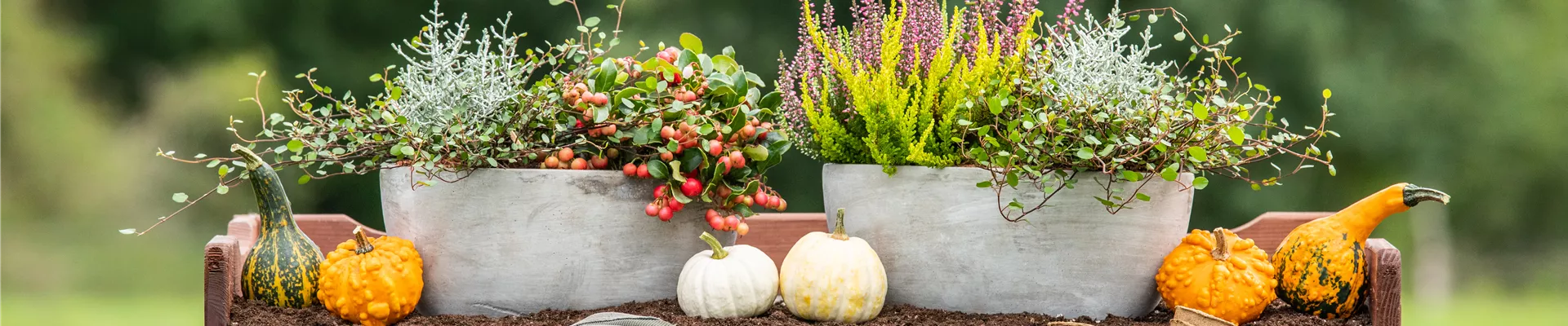 Pflanzgefäße im Herbst - Ambiente