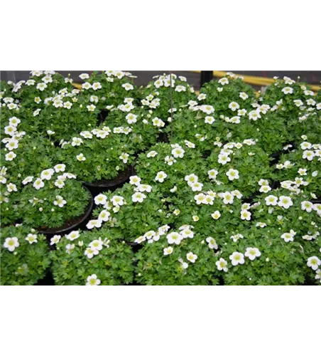 Saxifraga x arendsii 'Touran LargeWhite'