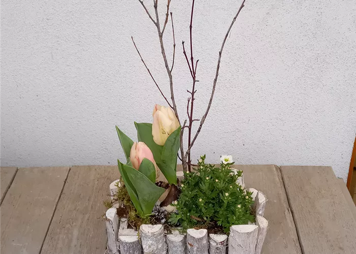 Gefäß, rechteckig, mit Tulpen und Polsterstauden bepflanzt