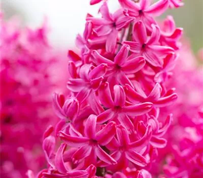 Hyazinthe 'Jan Bos' - 5 Blumenzwiebeln Hyazinthe 'Jan Bos' - 5 Blumenzwiebeln