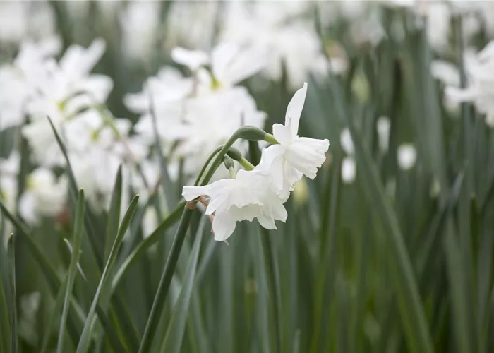 Edelnarzisse 'Thalia' - 10 Blumenzwiebeln Edelnarzisse 'Thalia' - 10 Blumenzwiebeln