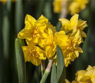 Alpenveilchenartige Narzisse 'Tête-à-Tête Boucle' - 5 Blumenzwiebeln Alpenveilchenartige Narzisse 'Tête-à-Tête Boucle' - 5 Blumenzwiebeln