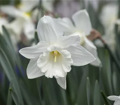 Edelnarzisse 'Mount Hood' - 5 Blumenzwiebeln Edelnarzisse 'Mount Hood' - 5 Blumenzwiebeln