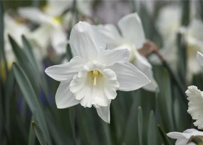 Edelnarzisse 'Mount Hood' - 5 Blumenzwiebeln Edelnarzisse 'Mount Hood' - 5 Blumenzwiebeln