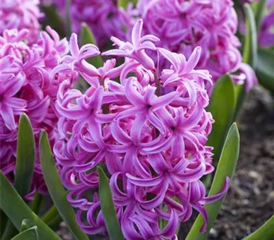 Hyazinthe 'Pink Pearl' - 5 Blumenzwiebeln Hyazinthe 'Pink Pearl' - 5 Blumenzwiebeln