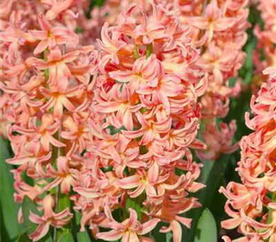 Hyazinthe 'Gipsy Queen' - 5 Blumenzwiebeln Hyazinthe 'Gipsy Queen' - 5 Blumenzwiebeln