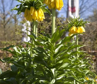 Kaiserkrone 'Lutea' - Blumenzwiebel Kaiserkrone 'Lutea' - Blumenzwiebel