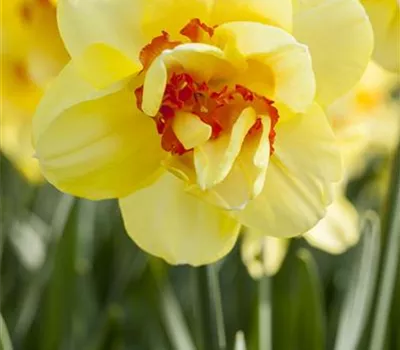Edelnarzisse 'Tahiti' - 5 Blumenzwiebeln Edelnarzisse 'Tahiti' - 5 Blumenzwiebeln