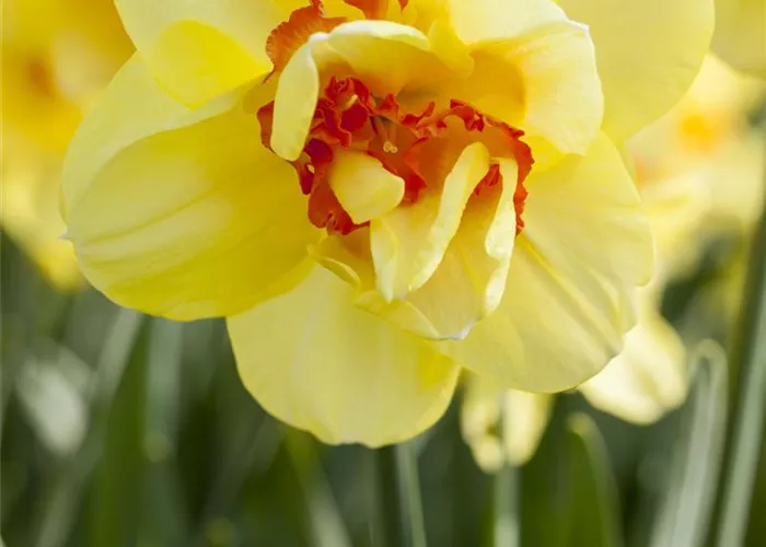 Edelnarzisse 'Tahiti' - 5 Blumenzwiebeln Edelnarzisse 'Tahiti' - 5 Blumenzwiebeln