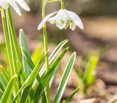 Schneeglöckchen - 10 Blumenzwiebeln Schneeglöckchen - 10 Blumenzwiebeln