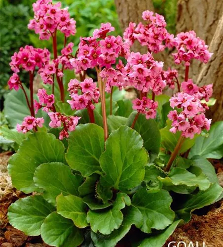 Bergenia cordifolia 'Morgenröte' Bergenia cordifolia 'Morgenröte'