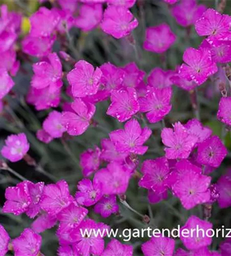 Pfingst-Nelke Pfingst-Nelke