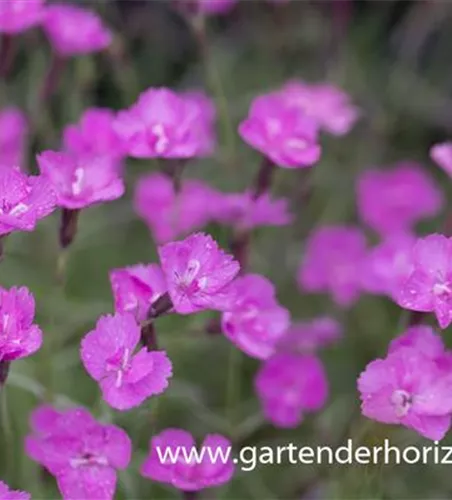 Pfingstnelke 'Blauigel' Pfingstnelke 'Blauigel'