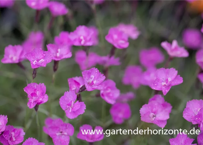 Pfingstnelke 'Blauigel' Pfingstnelke 'Blauigel'