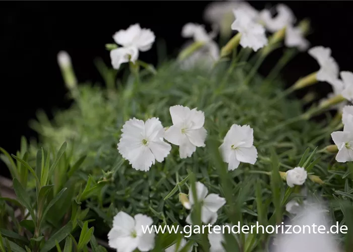 Pfingst-Nelke Pfingst-Nelke