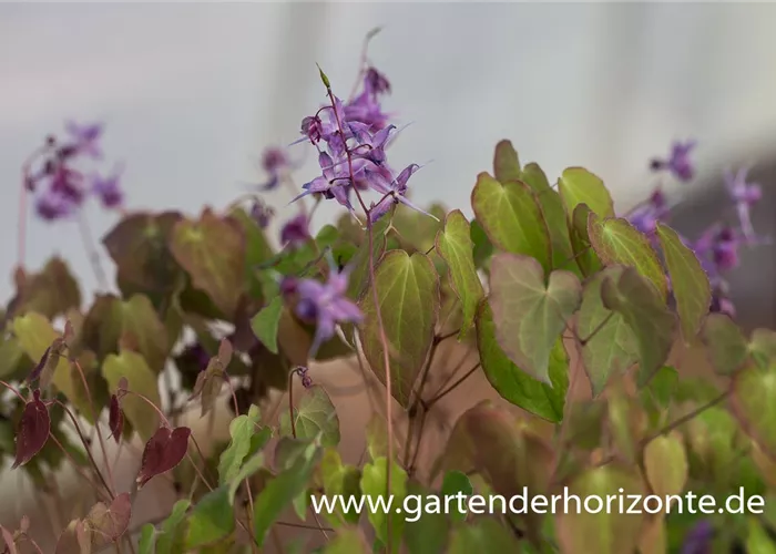 Großblütige Garten-Elfenblume 'Lilafee' Großblütige Garten-Elfenblume 'Lilafee'