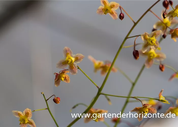 Schwarzmeer-Elfenblume Schwarzmeer-Elfenblume