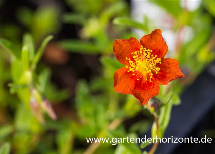 Sonnenröschen Sonnenröschen