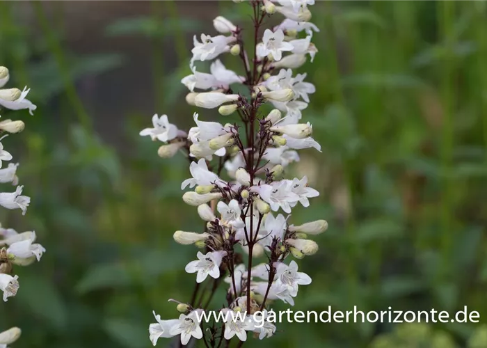 Fingerhutförmiger Bartfaden 'Huskers Red' Fingerhutförmiger Bartfaden 'Huskers Red'
