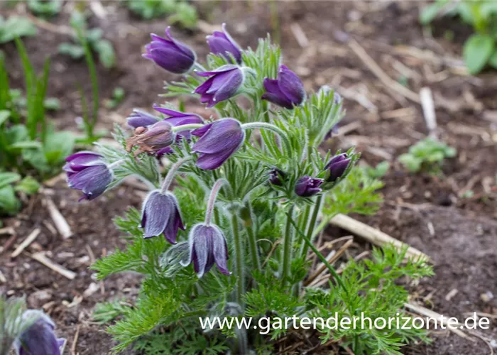 Kuhschelle 'Pinwheel Blau'® Kuhschelle 'Pinwheel Blau'®