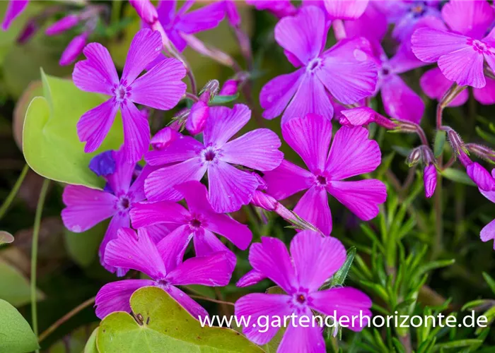 Polster-Flammenblume Polster-Flammenblume