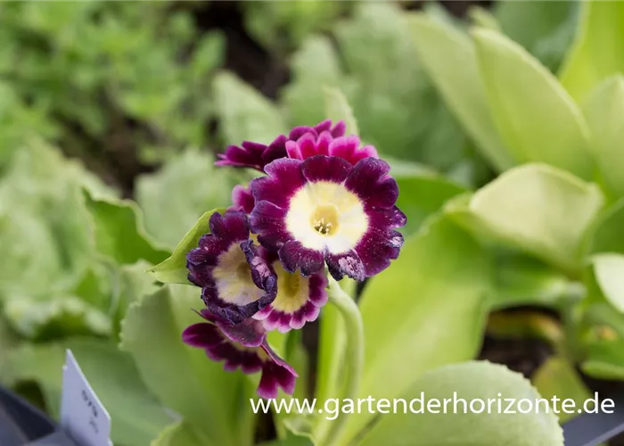 Gartenaurikel Gartenaurikel