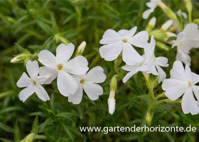 Polster-Flammenblume Polster-Flammenblume