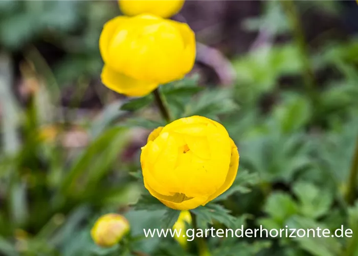 Europäische Trollblume Europäische Trollblume